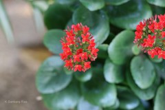Kalanchoe blossfeldiana